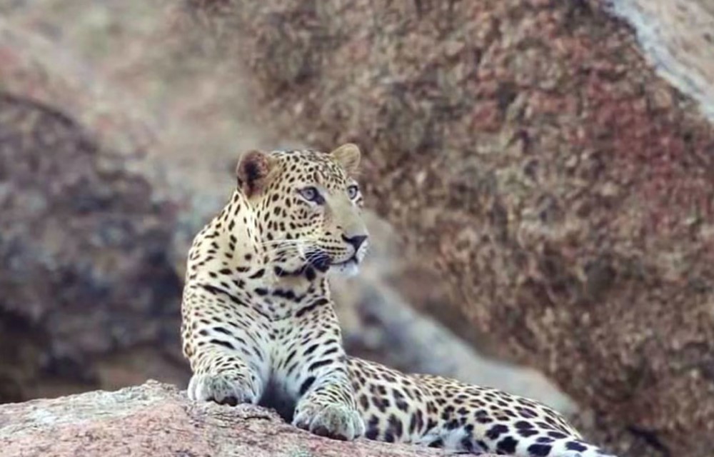  Jawai Leopards Hills safari