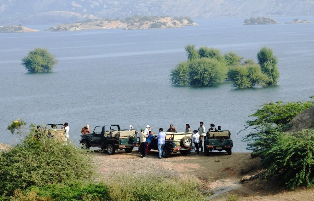  Jawai Safaris